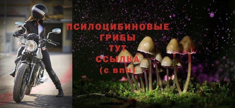 Псилоцибиновые грибы Magic Shrooms  Динская 